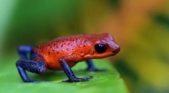 Najbolj nevarne dvoživke