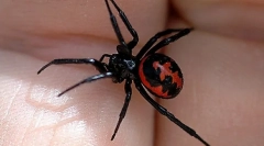 Najnevarnejše živali, žuželke in plazilci, ki živijo v rusiji (1. Del)