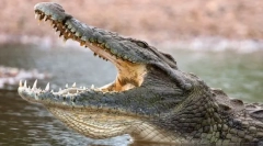 Najbolj nevarne živali na svetu