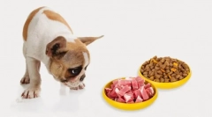 Najbolj priljubljena hrana za psa 2019 - pedigra: collerage ličila in ocen