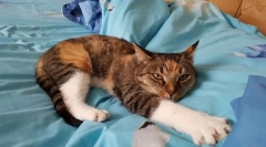 Najbolj priljubljene pasem mačk