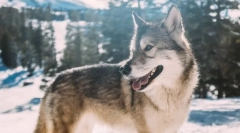 Najbolj priljubljena pasma psov