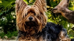 Najbolj priljubljene pasme