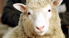 Najbolj priljubljene živali na svetu