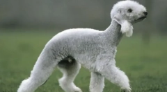 Najbolj bizarne pasme psov na svetu