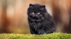 Najbolj puhaste mačke