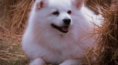 Najbolj puhaste pasme psov na svetu