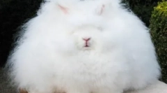 Najbolj puhaste živali na planetu