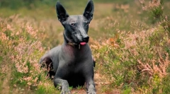 Najbolj redke pasme psov na svetu