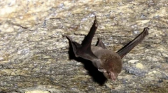 Redke živali: 10 izumrtnih vrst