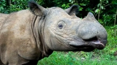 Najbolj redke živali na svetu