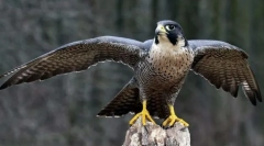 Najboljši od najboljših. Zapisi iz sveta ptic