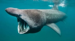 Najboljši od najboljših. Zapisi iz sveta rib