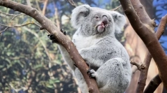 Najbolj sproščene živali na svetu