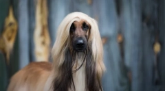 Najstarejše pasme psov na svetu