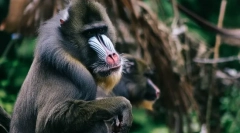 Najbolj strašne živali na svetu