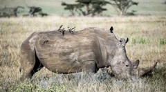 Težke živali na svetu