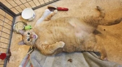 Najhujše mačke in mačke na svetu: ocena rekorderji in posledice debelosti