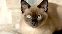 Najpametnejše pasme mačk