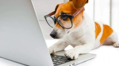 Najbolj inteligentne pasme psov na svetu