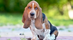 Najbolj trmaste pasme psov - fotografije in opis