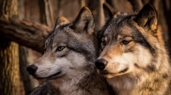 Najbolj zveste živali