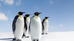 Najbolj neskončne živali na svetu