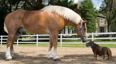 Najvišje pasme konjev