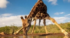 Najvišje živali na svetu