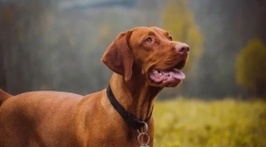 Najbolj zdrave pasme psov po veterinah