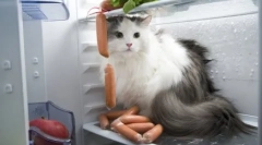 Večina brutalnih morilskih mačk: top 5 zgodb