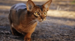 Najbolj zlobne mačke: 5 agresivne pasme