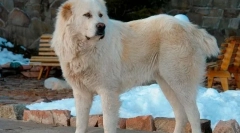 Najbolj zlobne pasme psov