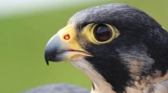 Najbolj tržnih ptic