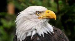 Najbolj tržnih živali