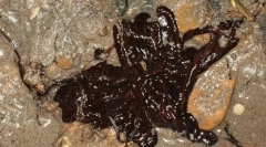 Najdaljši morski črv