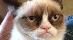 Najbolj žalostna mačka (fotografija): vse o puhastih znanih osebnostih