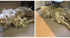 Najbolj zaraščena mačka na svetu: zgodovina odrešenja