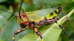 Sarngea: opis, življenjski slog in poškodba