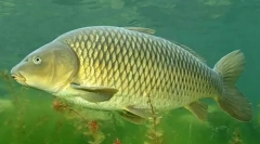 Carp