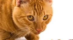 Uravnotežena prehrana cat