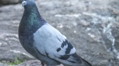 Skrivnosti živalskega sveta: zakaj niso vidni piščanci golobov in kako izgledajo