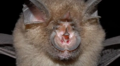 Družinski satja. Predstavniki