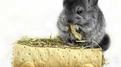 Seno za chinchillas: izbira in prazna