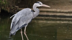 Siva heron
