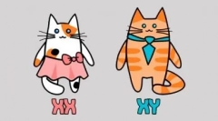 Sive mačke: utelešenje sloga in elegancije