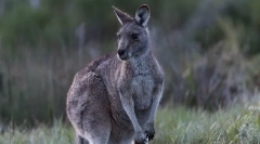 Gray kangaroo