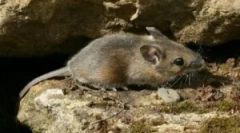 Mreže za zaščito hiše pred glodalci