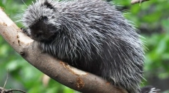 Severnoameriški dike