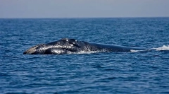 Severnoatlantski gladki komplet